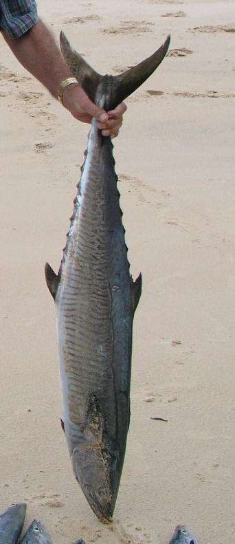 Image of Narrow-barred Spanish Mackerel