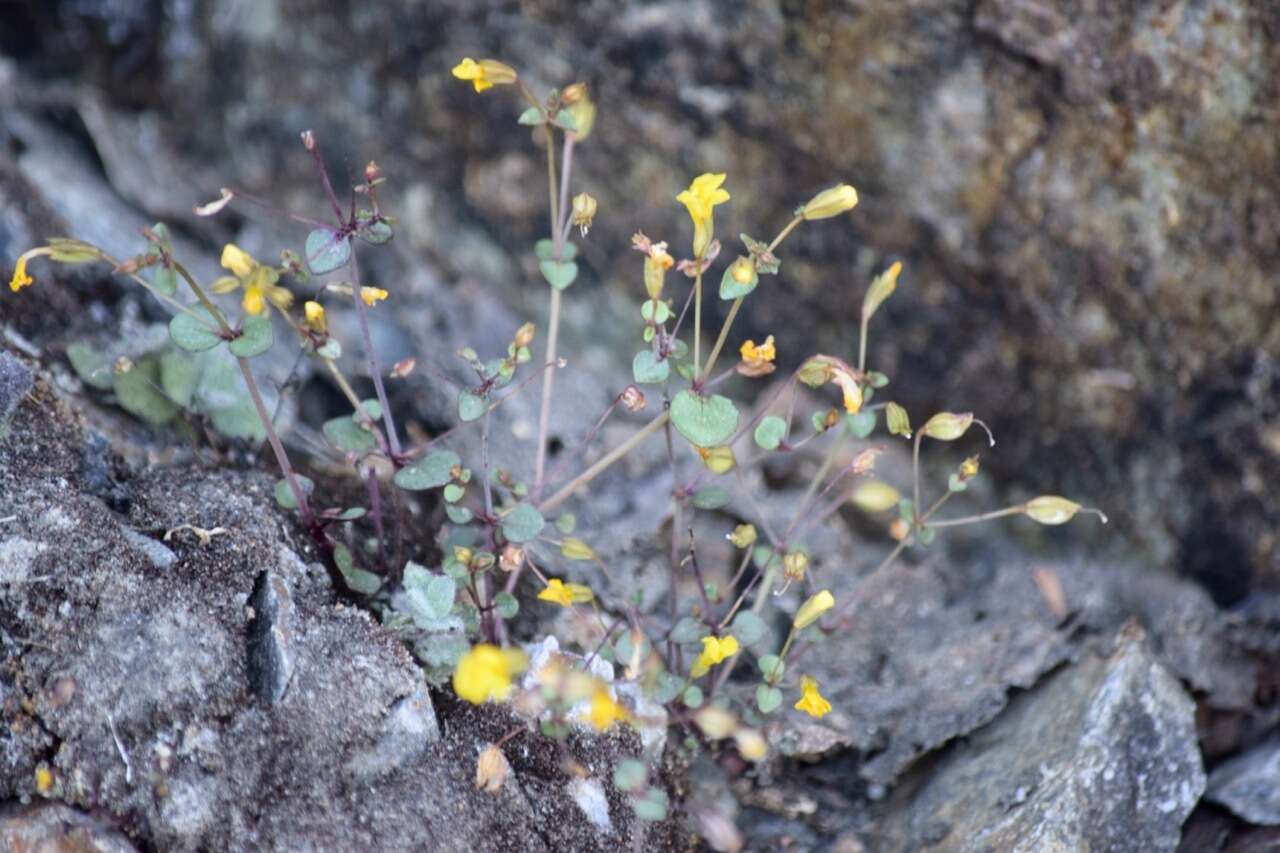 Sivun Erythranthe percaulis G. L. Nesom kuva