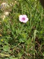 Image of Linum pubescens Banks & Solander