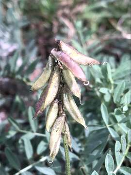 Astragalus micranthus Desv.的圖片