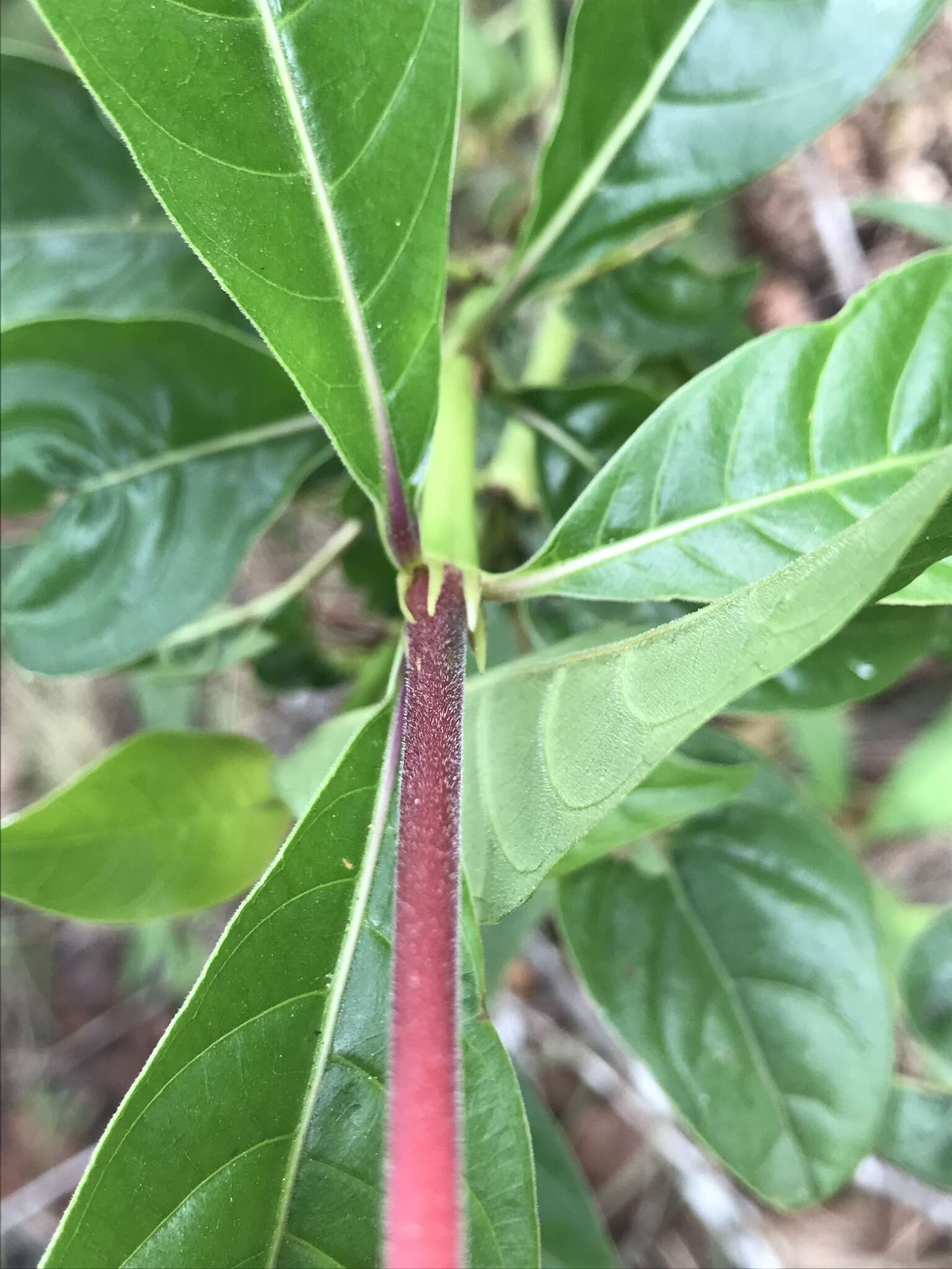 Image of Palicourea triphylla DC.