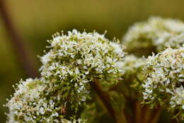 Image of Aciphylla crosby-smithii Petrie