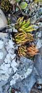 Image of Haworthia chloracantha var. denticulifera (Poelln.) M. B. Bayer