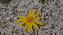 Image of Senecio californicus var. californicus