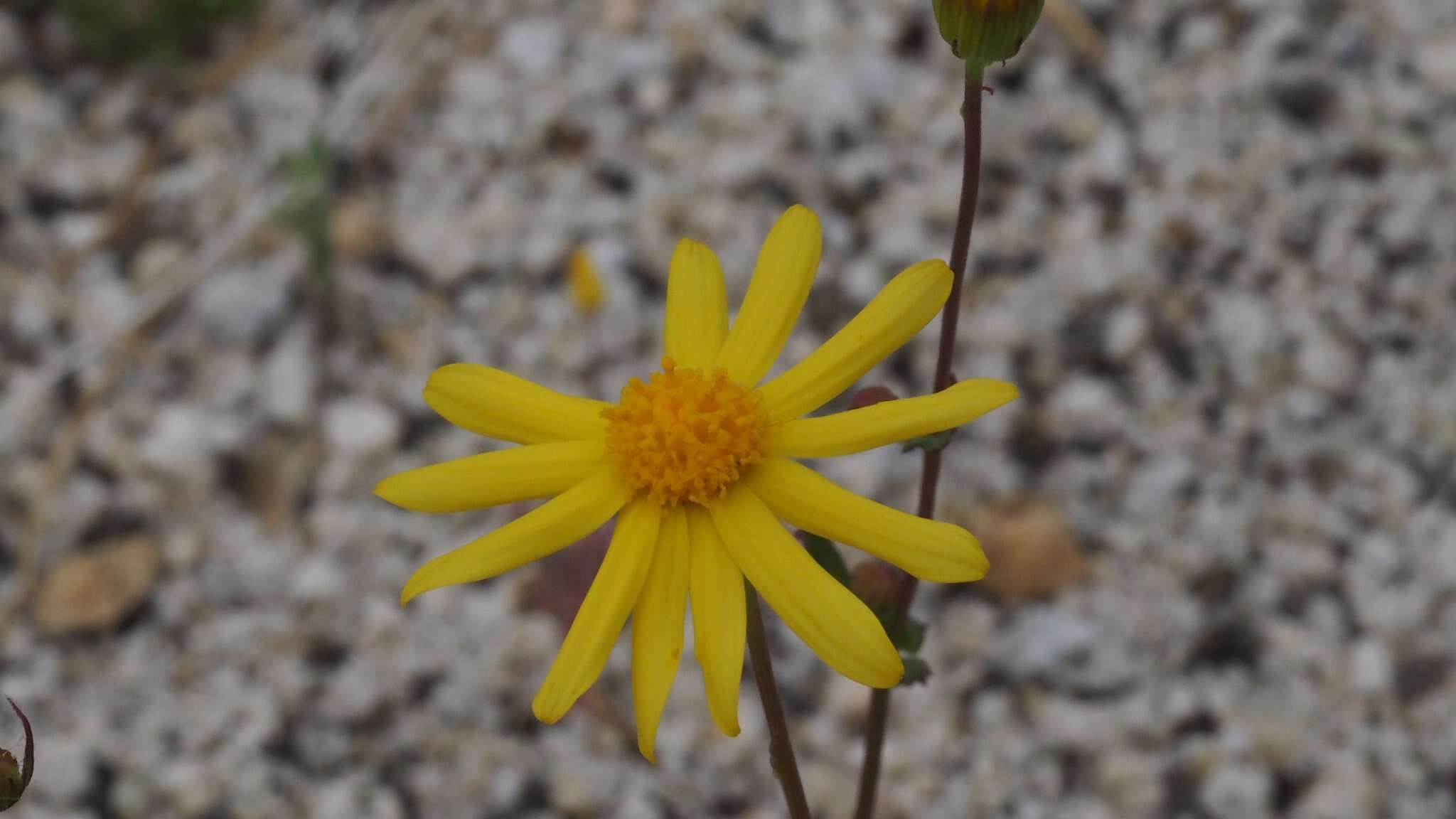 Image of Senecio californicus var. californicus