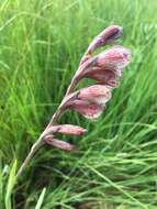 Image de Gladiolus densiflorus Baker