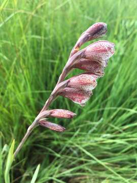 Imagem de Gladiolus densiflorus Baker