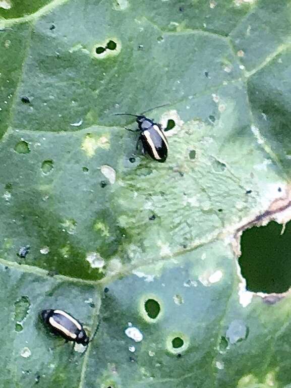 Image of Turnip flea beetle