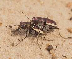 Image of Cicindela (Cicindela) scutellaris lecontei Haldeman 1853