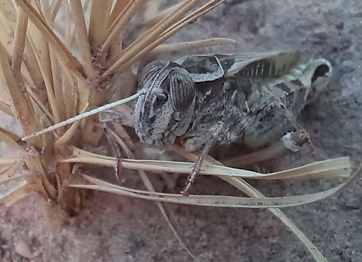 Слика од Acorypha pallidicornis (Stål 1876)