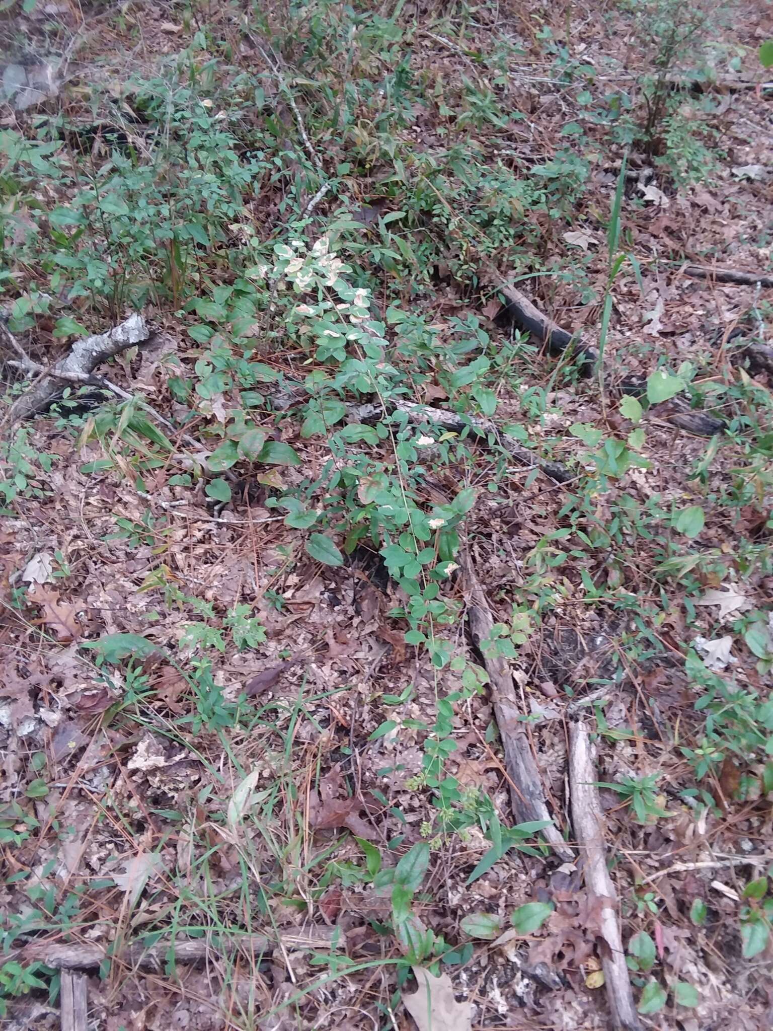 Image of Curtiss' lespedeza