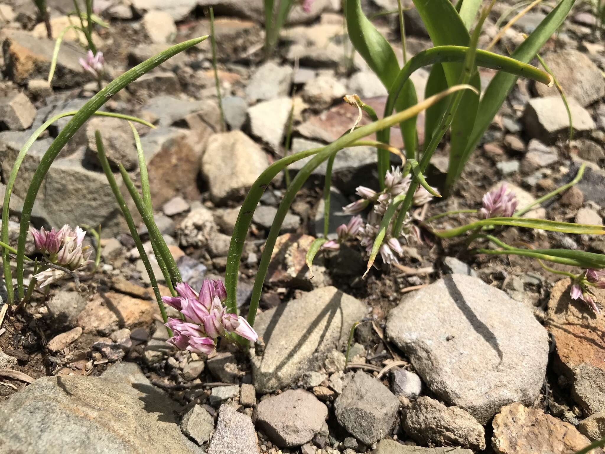 Image de Allium brandegeei S. Watson