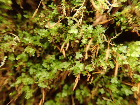 Image of tetraphis moss