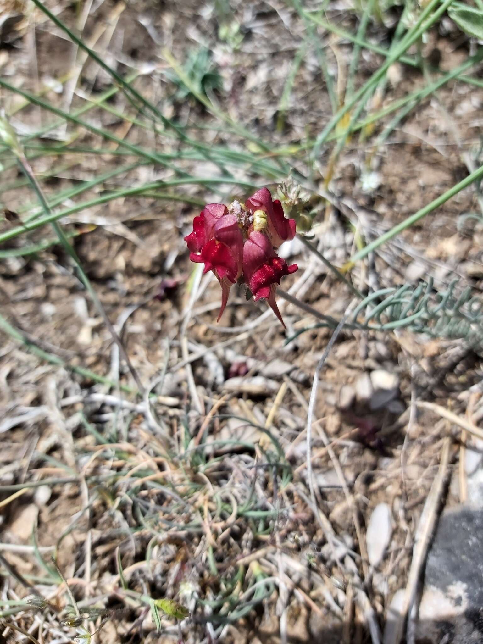 Image of roadside toadflax