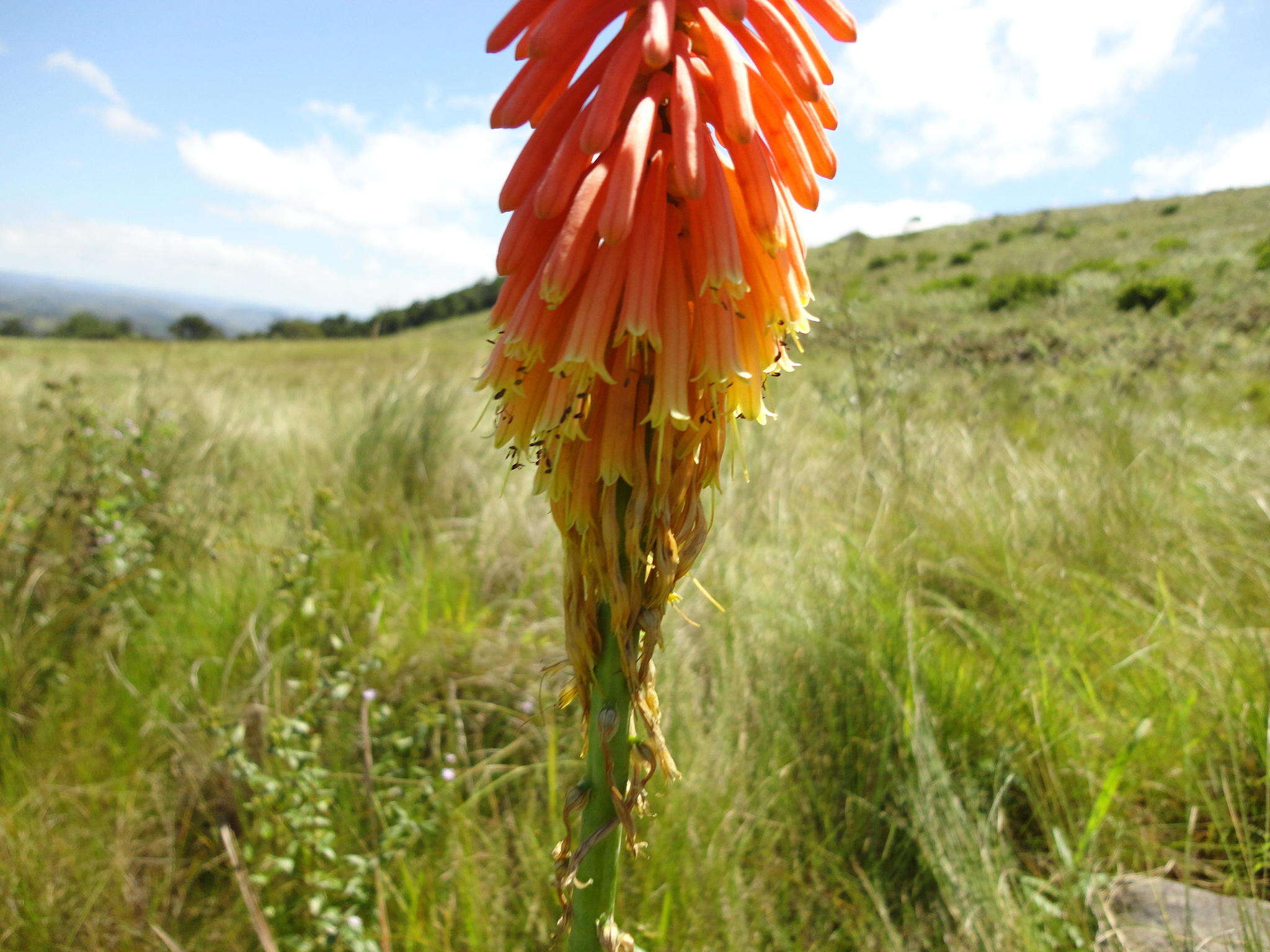 Image of Kniphofia littoralis Codd