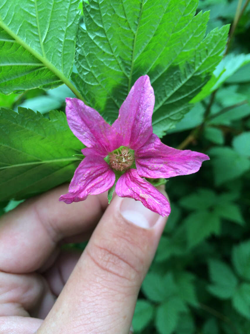 Image of salmonberry