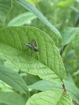 Image of Rhagio vitripennis