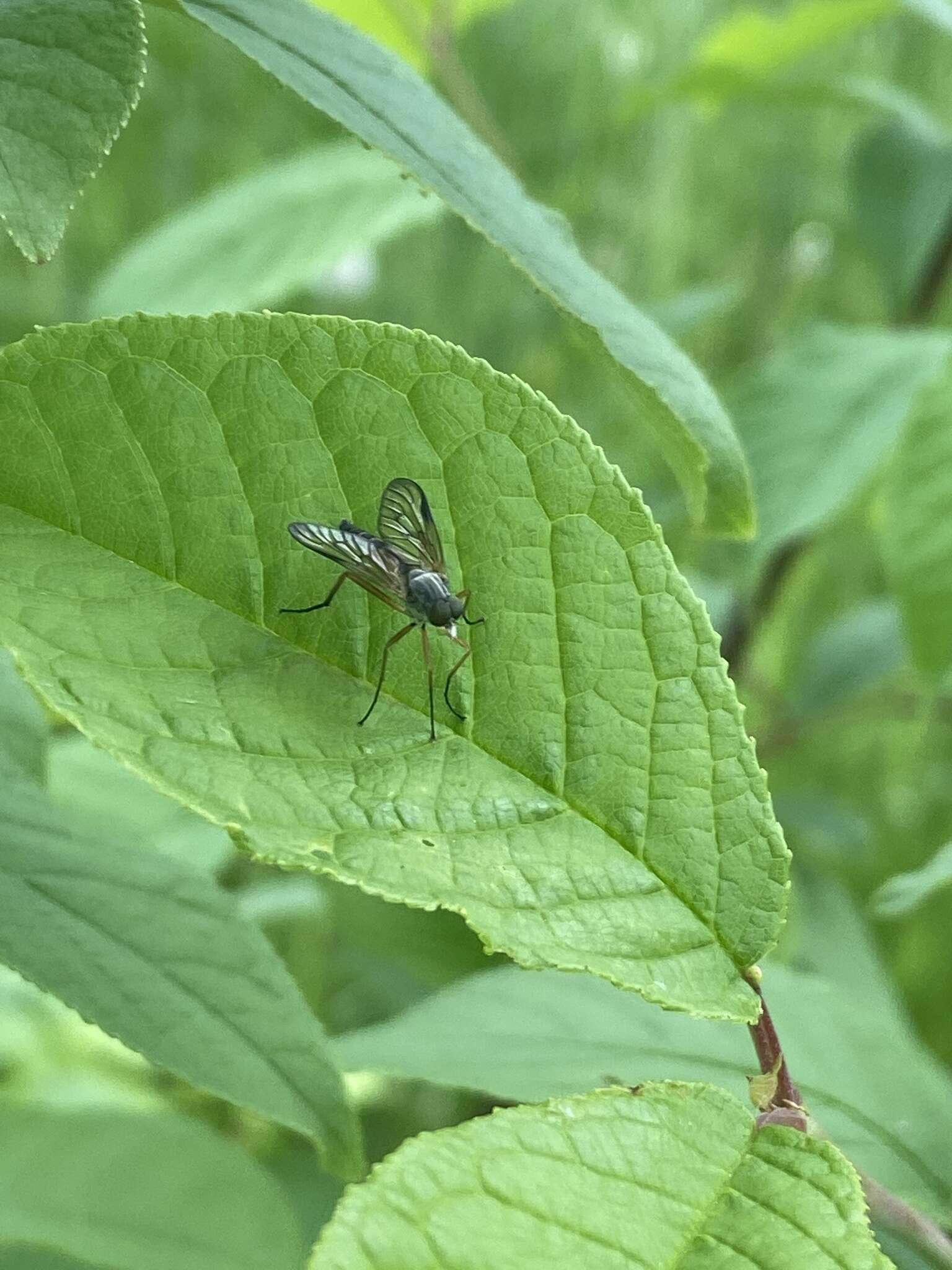 Слика од Rhagio vitripennis