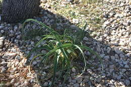 Image of Allium commutatum Guss.