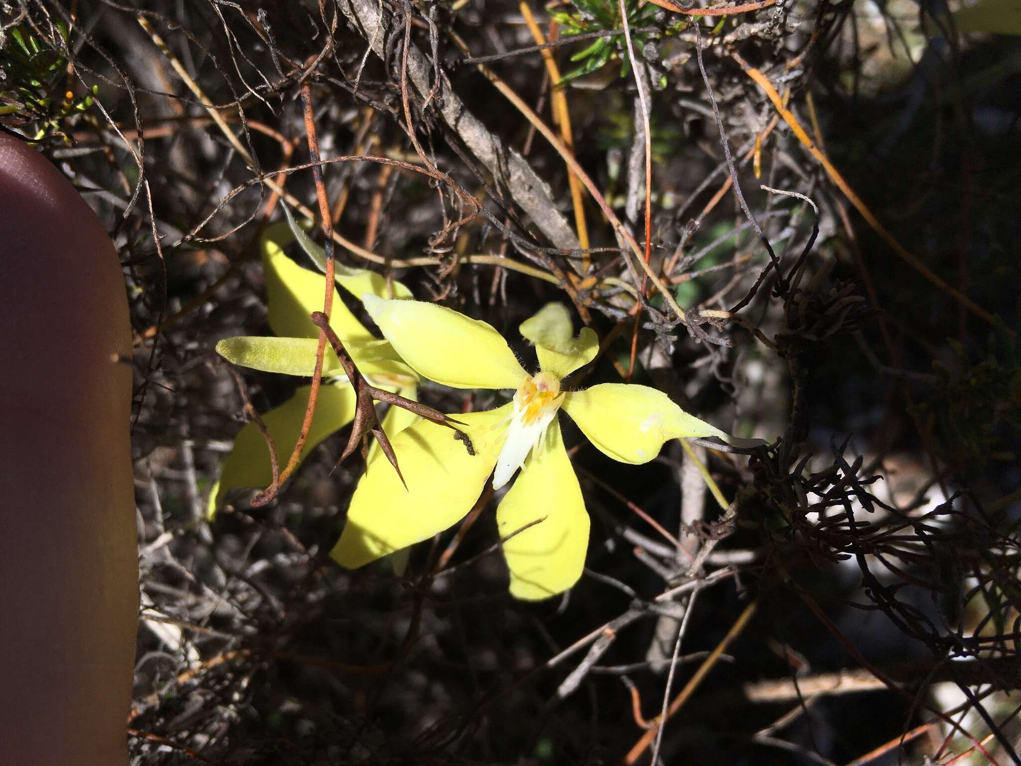 Image de Caladenia flava R. Br.