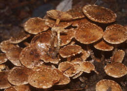 Image de Pholiota subflammans (Speg.) Sacc. 1891