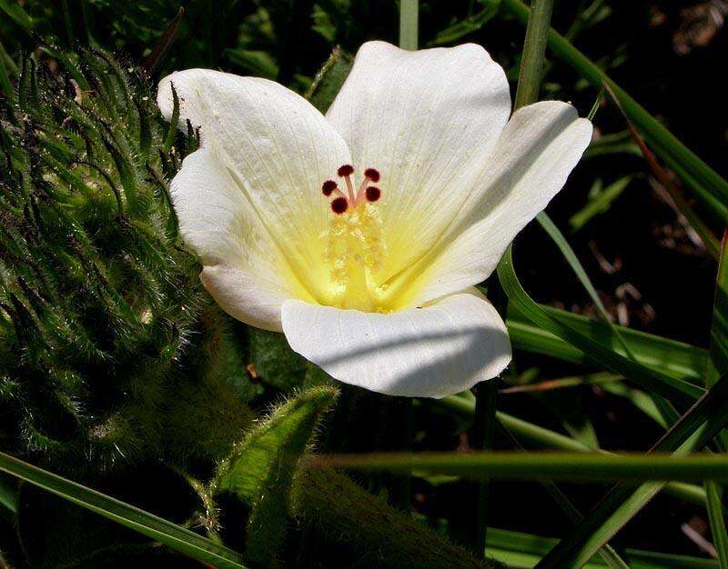 Image of Dwarf yellow hibiscus