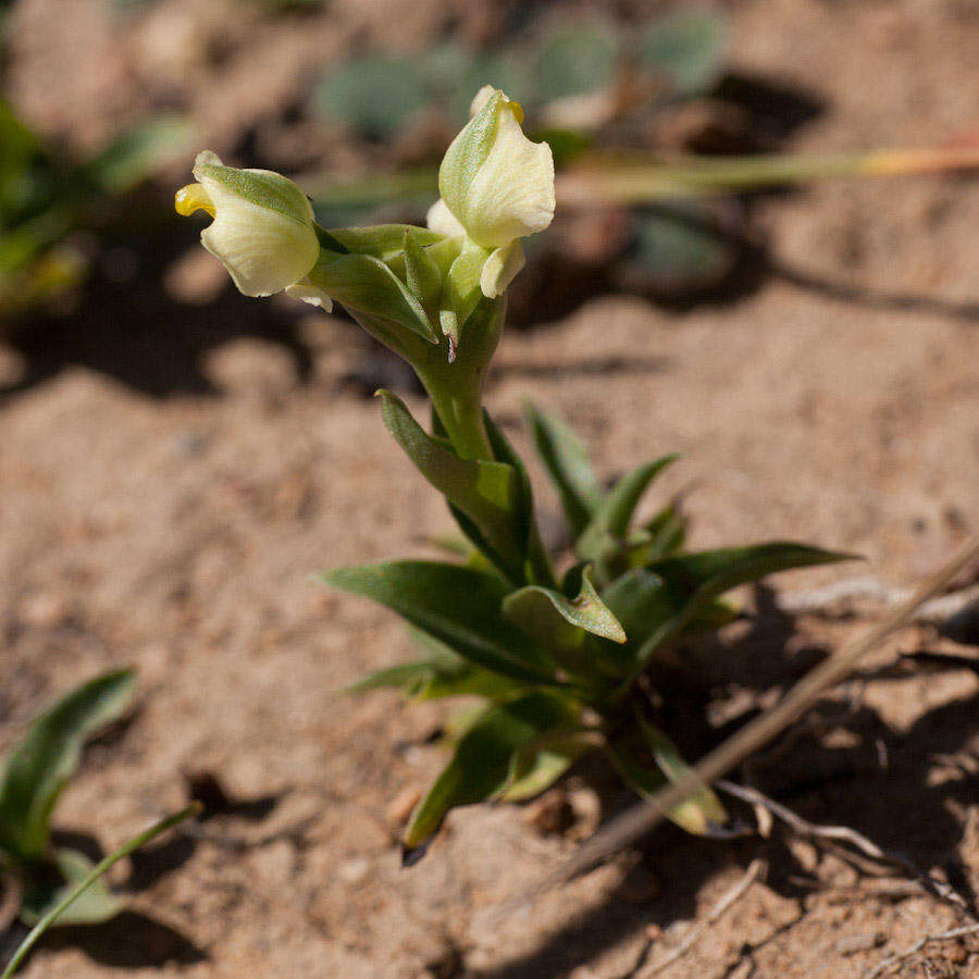 Pterygodium alatum (Thunb.) Sw. resmi