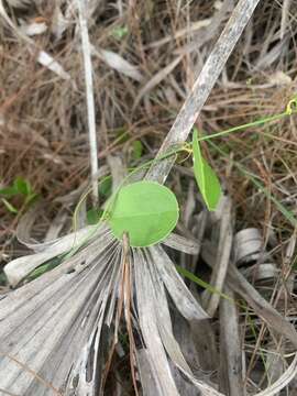 Image of Smilax havanensis Jacq.