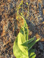 Image de Othonna macrophylla DC.