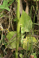 Image of Pelexia hirta (Lindl.) Schltr.
