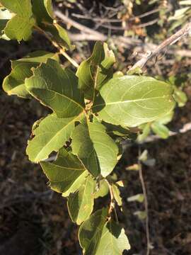 Imagem de Combretum apiculatum subsp. apiculatum