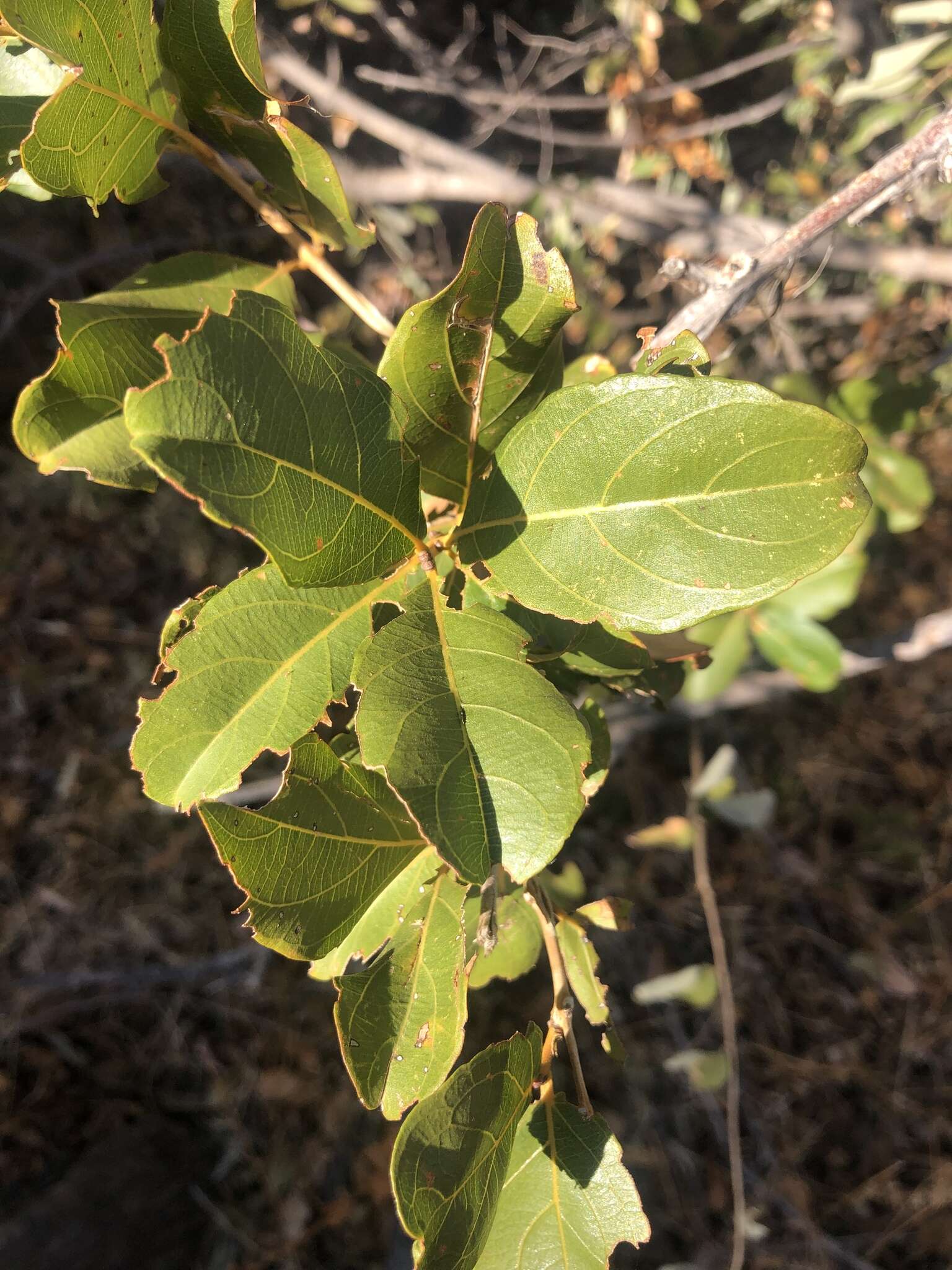 Image of Red bushwillow