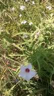 Image of Texas bindweed