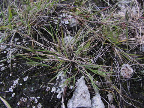 Image of Limestone Pappus Grass