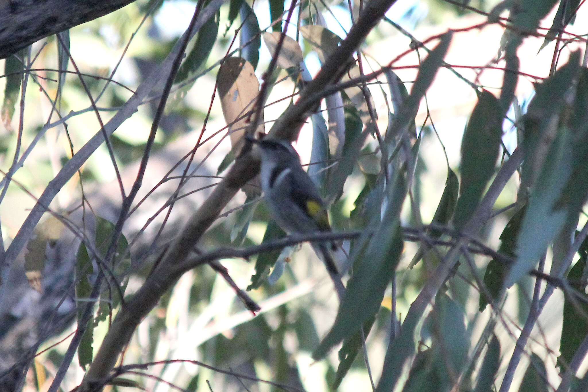 Image of Crescent Honeyeater