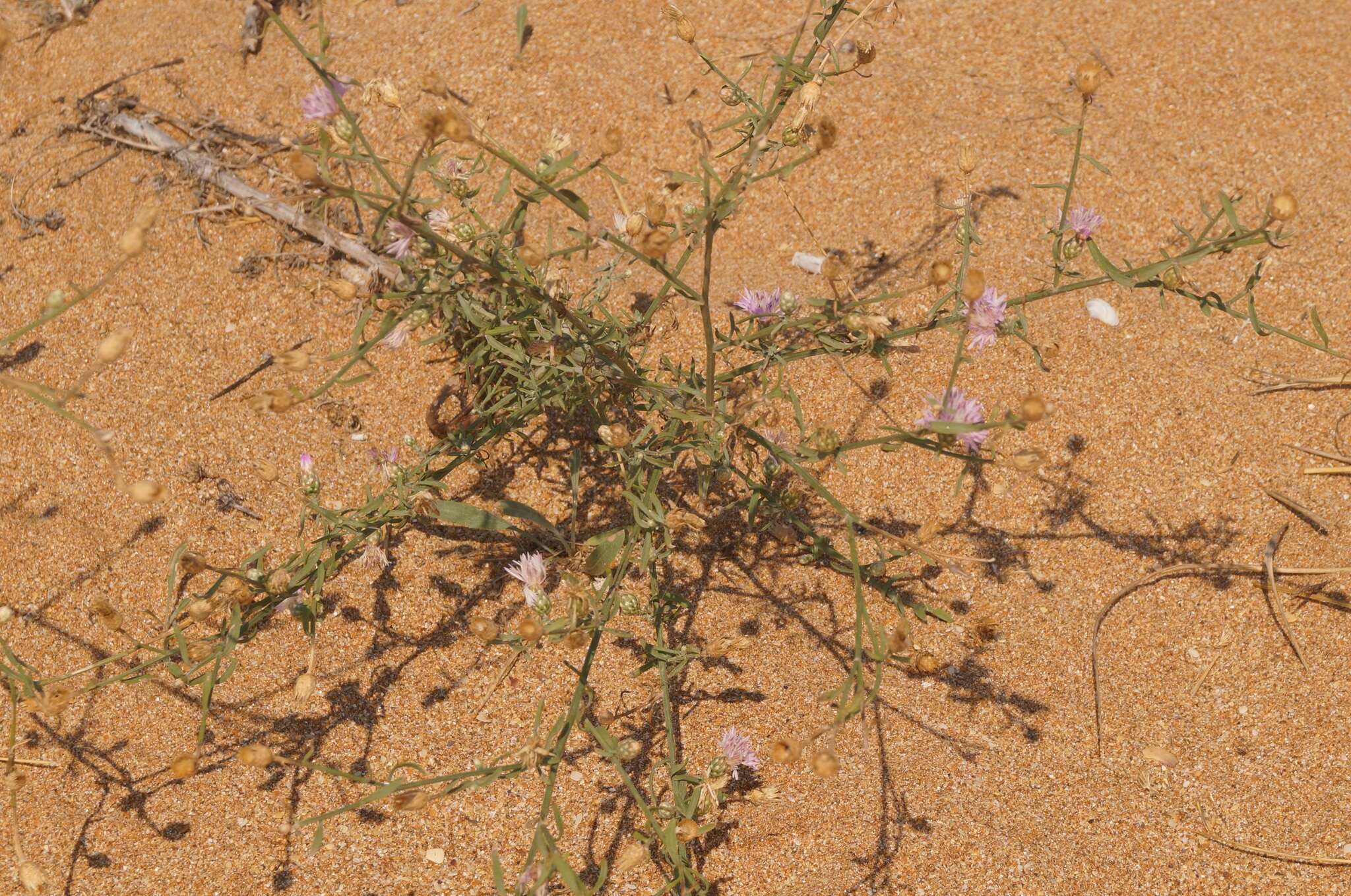 Image of Centaurea odessana Prodan