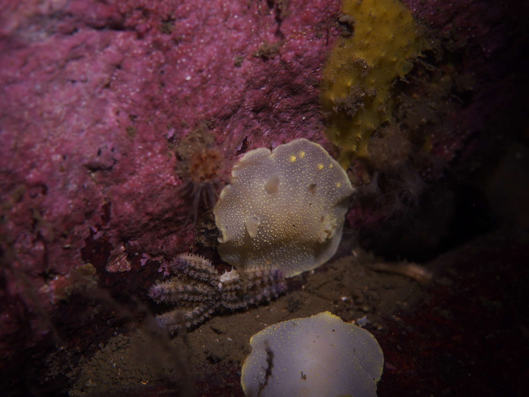 Image of white Atlantic cadlina