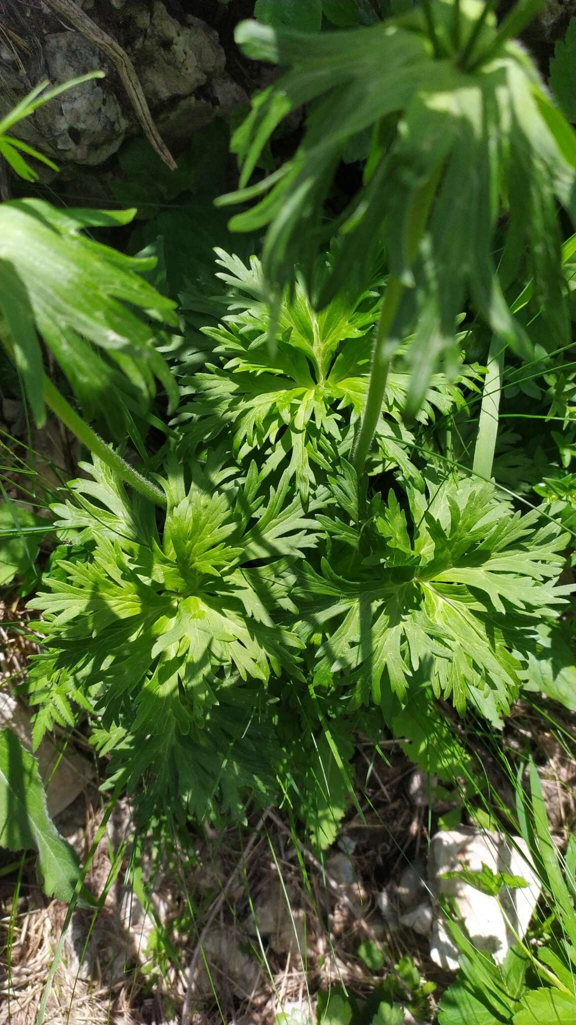 Anemonastrum narcissiflorum subsp. fasciculatum (L.) Raus的圖片