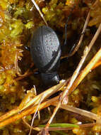 Image of Carabus (Oreocarabus) taedatus Fabricius 1787