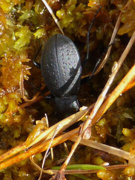 Image of Carabus (Oreocarabus) taedatus Fabricius 1787