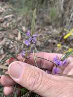 Image of brush hovea