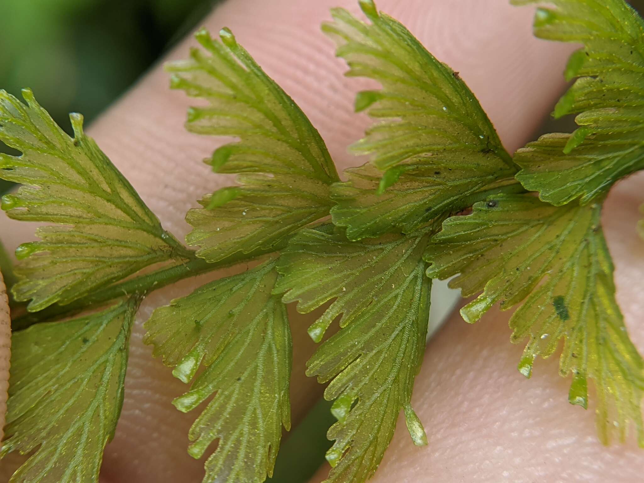 Vandenboschia auriculata (Bl.) Copel.的圖片