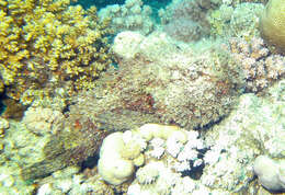 Image of Reef stonefish