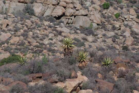 Image of Namaqua Aloe