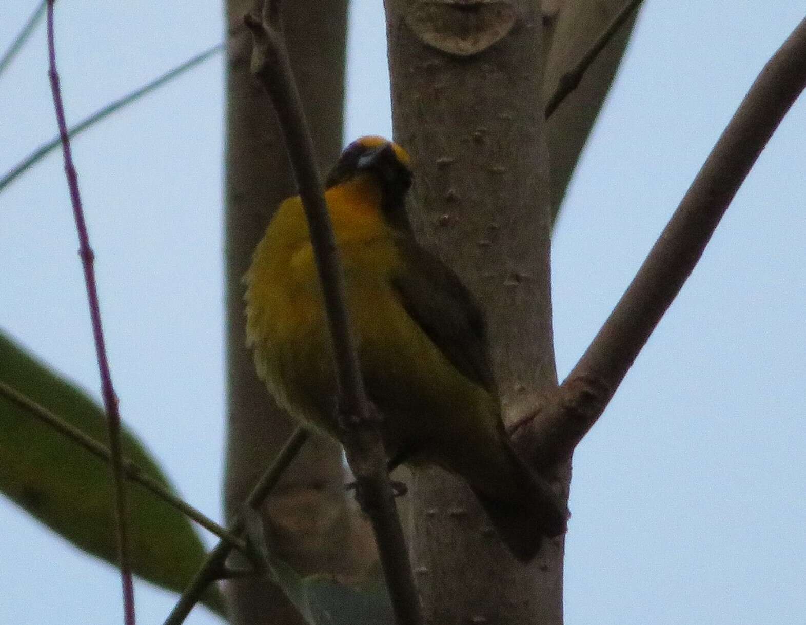 Image of Bronze-green Euphonia