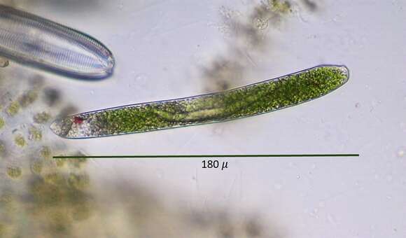 Image of Euglena ehrenbergii Klebs 1883