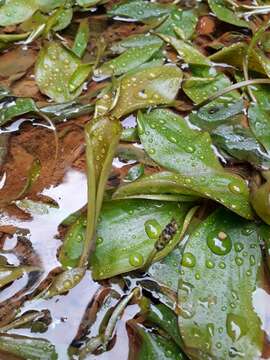 Image of Potamogeton suboblongus Hagstr.