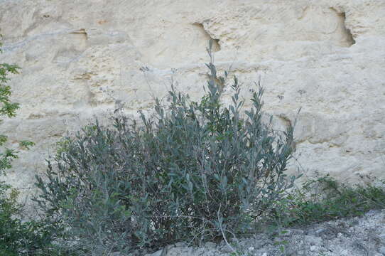 Image of Shrubby Hare's Ear