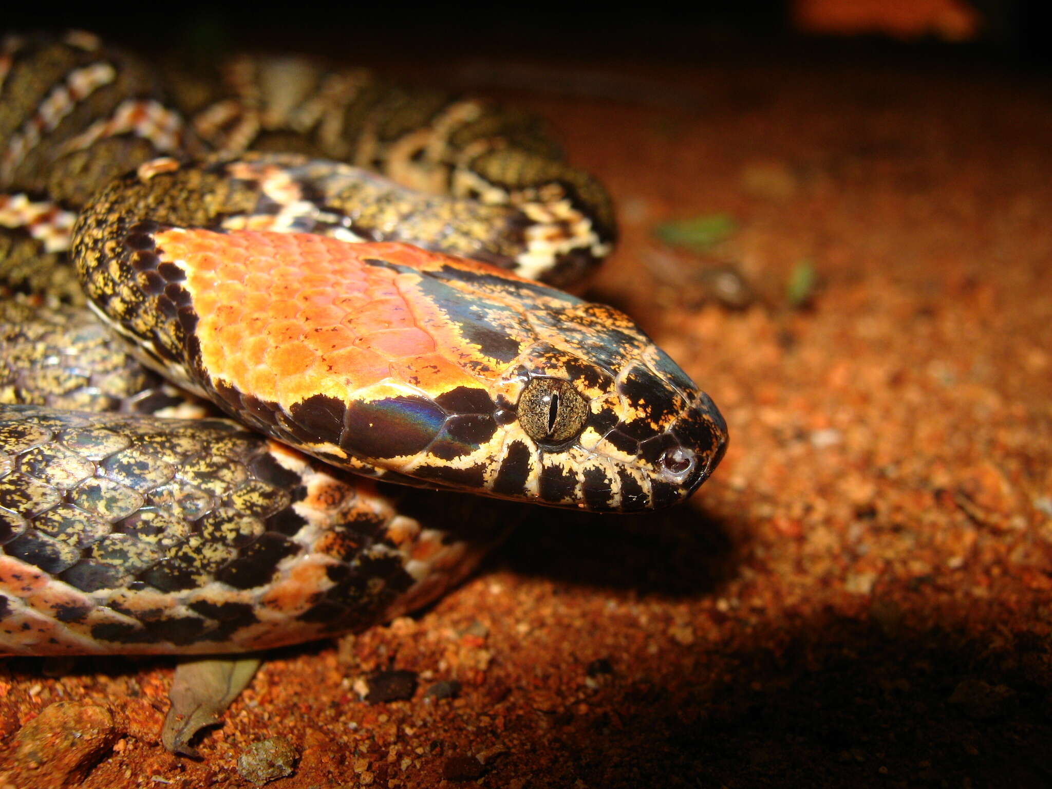 Image of Uribe's False Cat-eyed Snake