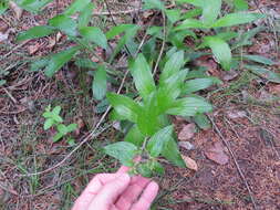 Image of Heller's marbleseed